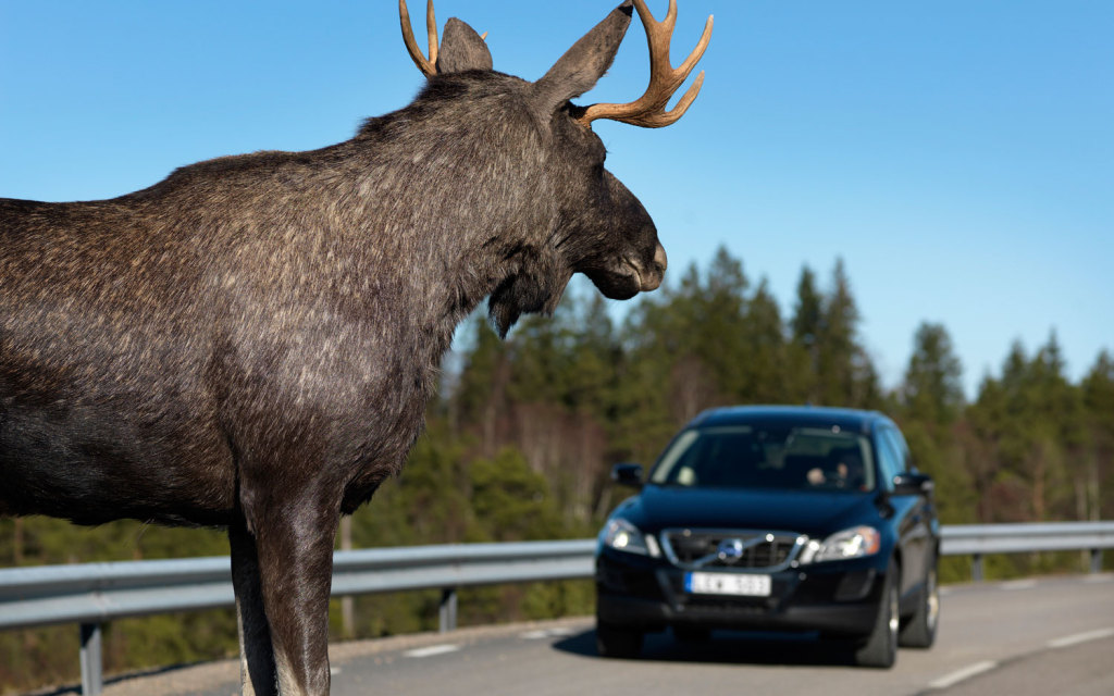volvo-wild-animal-detection-testing-with-moose-in-road